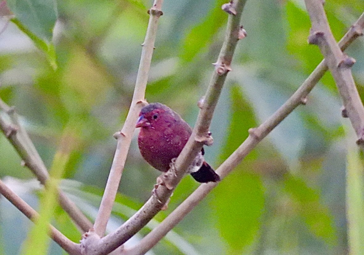 Bar-breasted Firefinch - ML615005501