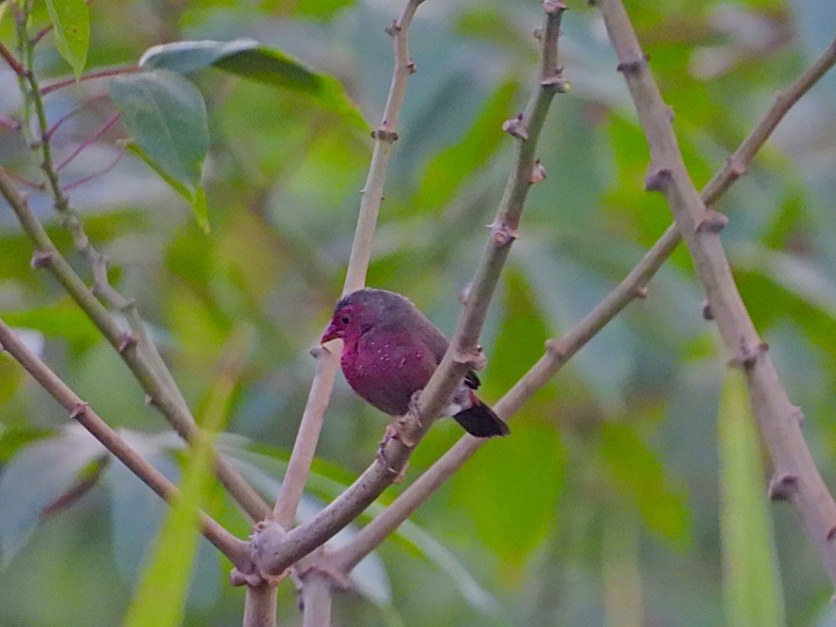 Bar-breasted Firefinch - ML615005503