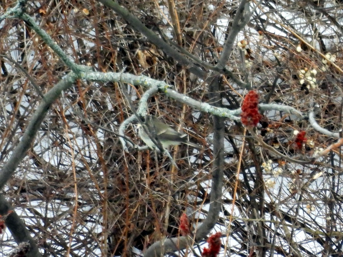 Eastern Phoebe - ML615005663