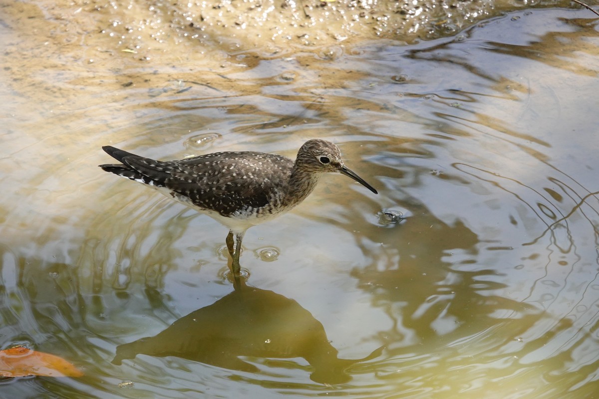 Solitary Sandpiper - ML615005713