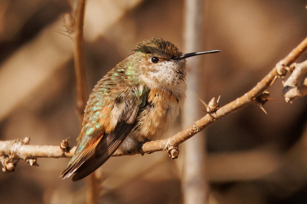 Rufous Hummingbird - ML615005737