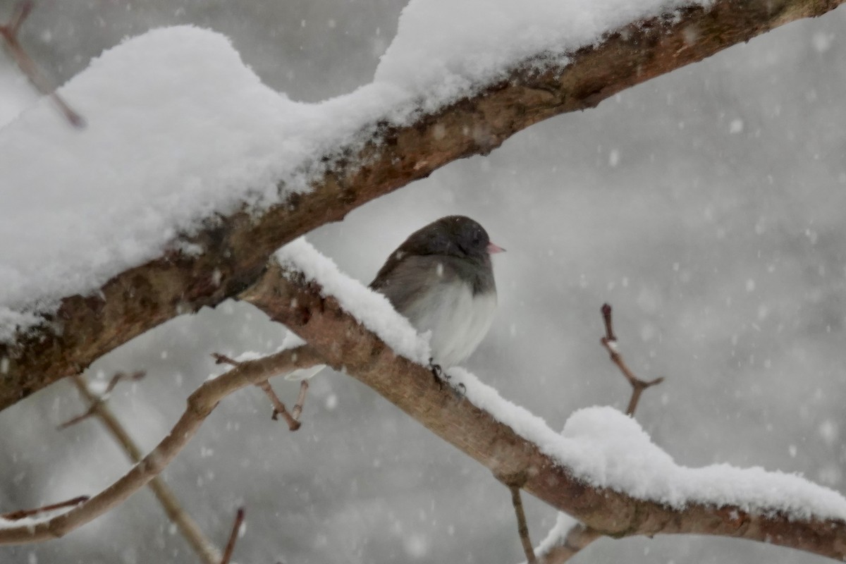 Junco ardoisé - ML615005741