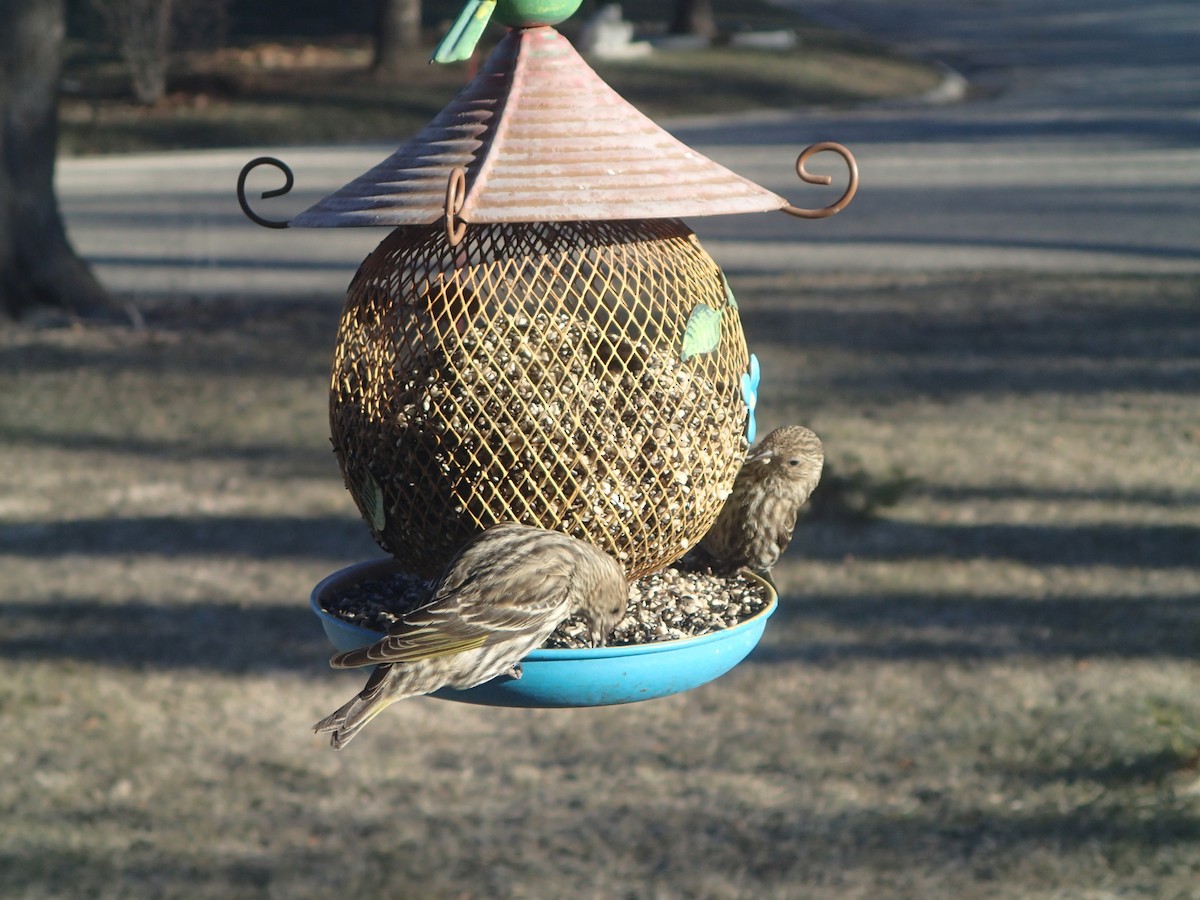 Pine Siskin - ML615005761