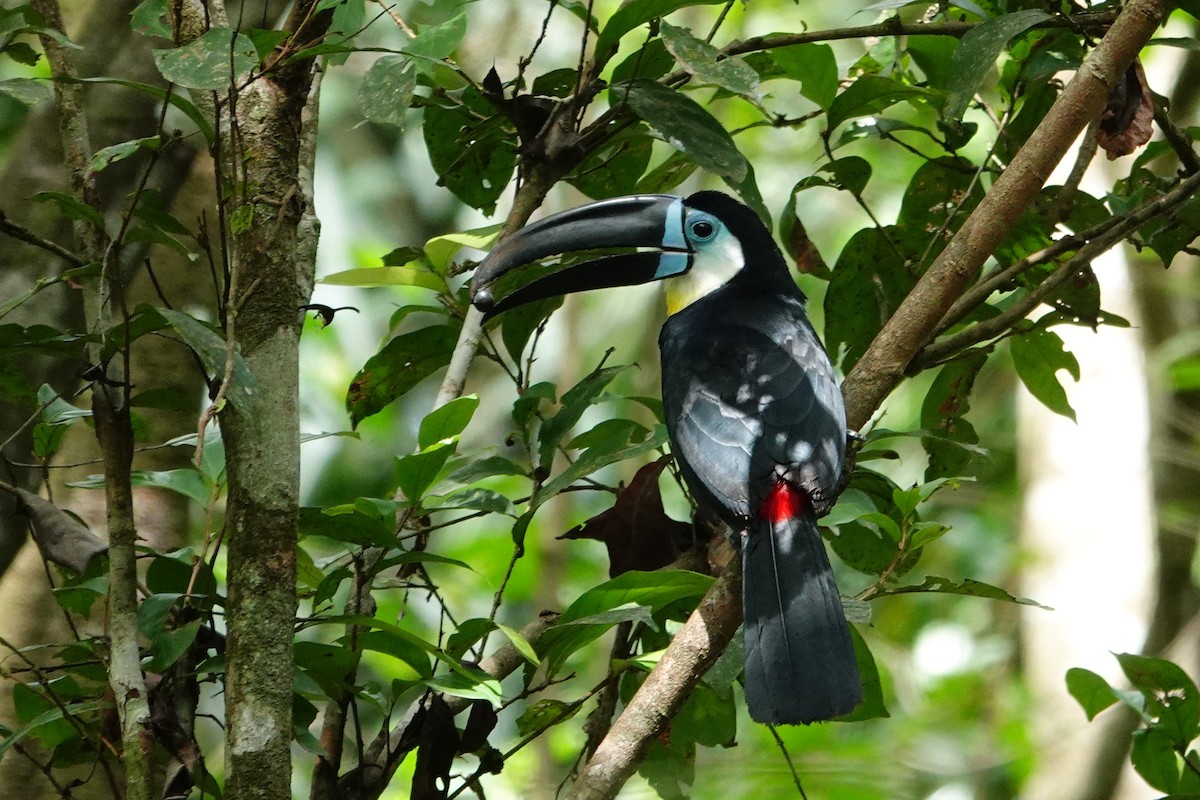 Channel-billed Toucan - Vincent Rufray