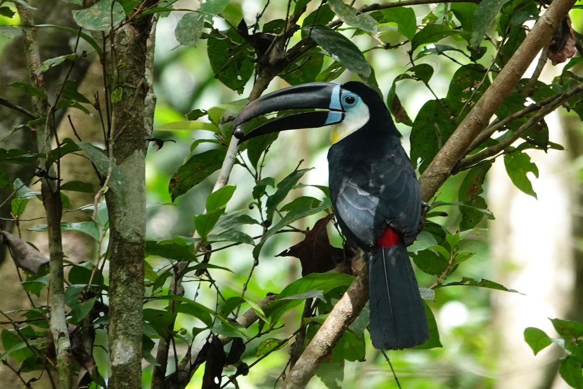 Channel-billed Toucan - Vincent Rufray
