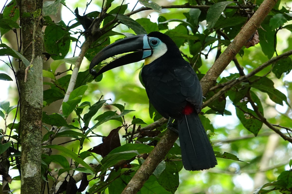 Channel-billed Toucan - ML615005778