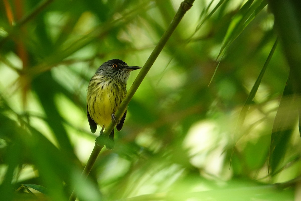 Spotted Tody-Flycatcher - Vincent Rufray