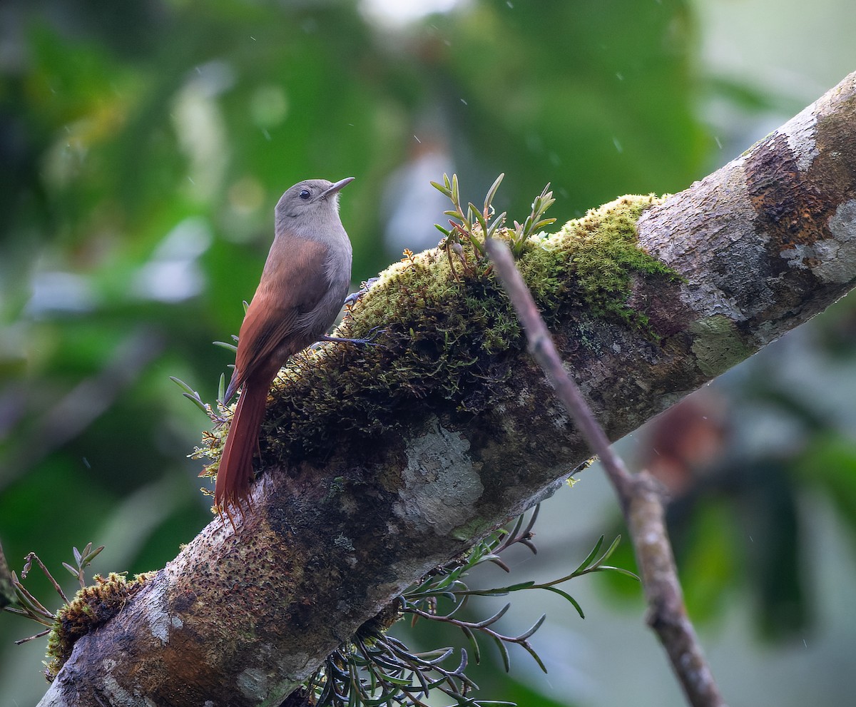 Olivaceous Woodcreeper - ML615005824