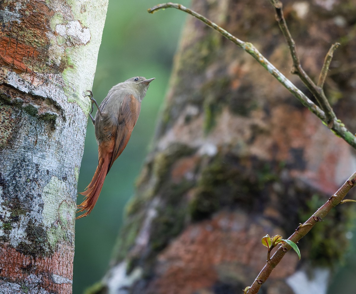 Olivaceous Woodcreeper - ML615005835