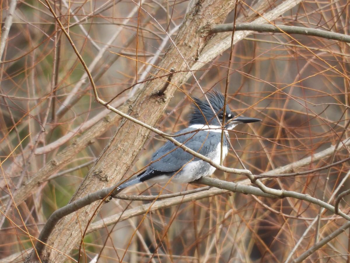 Belted Kingfisher - ML615005839