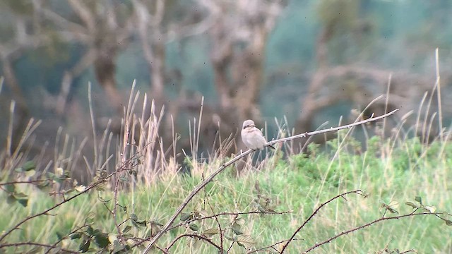 Northern Shrike - ML615005896