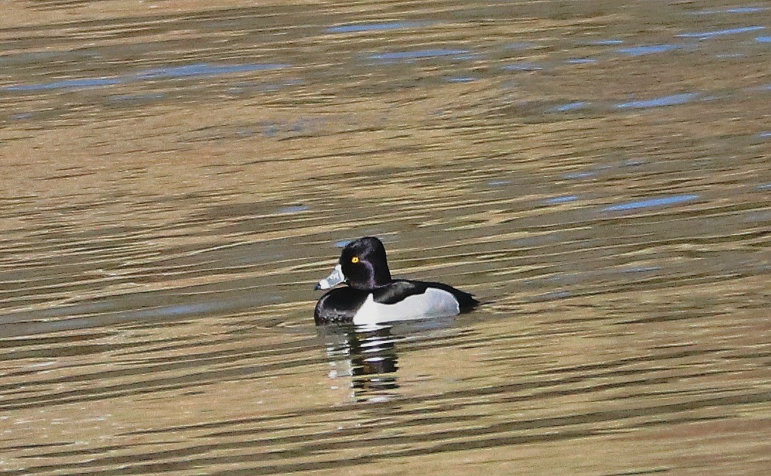 Ring-necked Duck - ML615005927