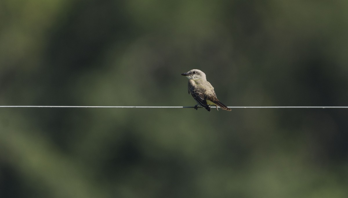 Tropical Kingbird - Noelia Parola