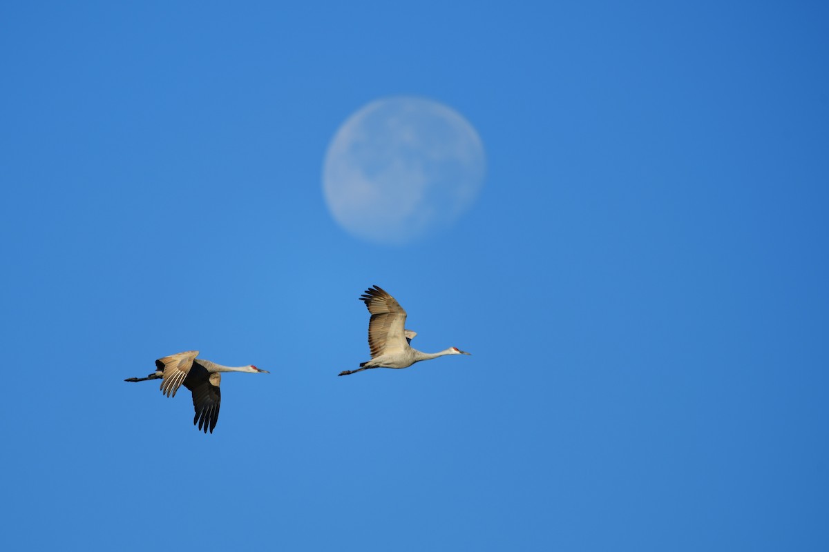 Sandhill Crane - Cole Penning