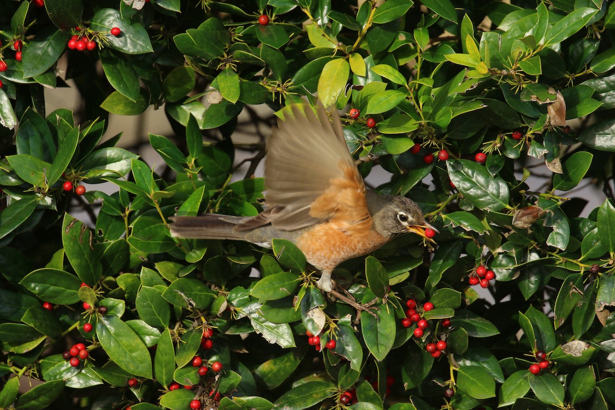 American Robin - ML615006148