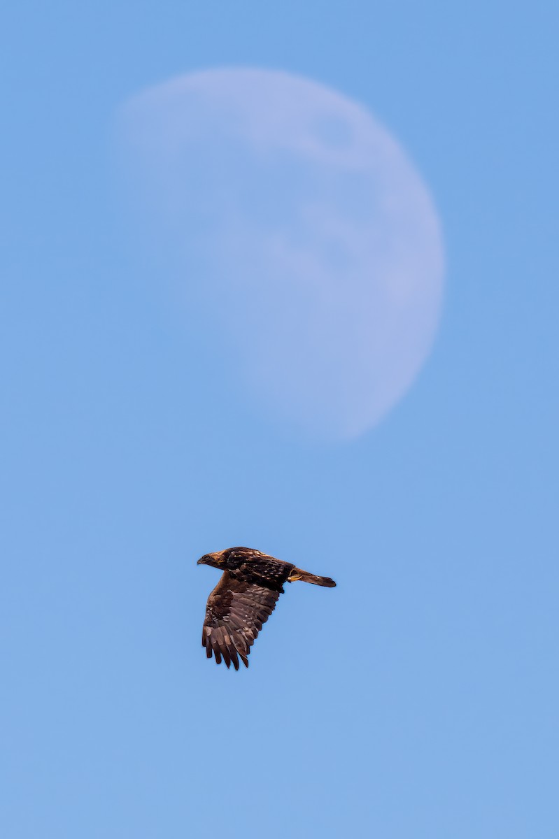 Golden Eagle - Nicole Kaufmann