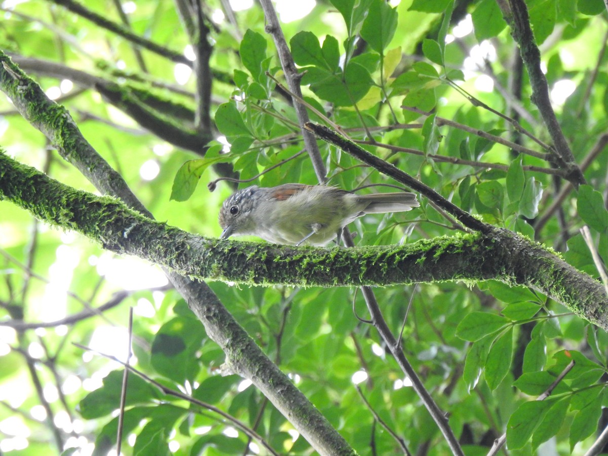 Rufous-backed Antvireo - ML615006241