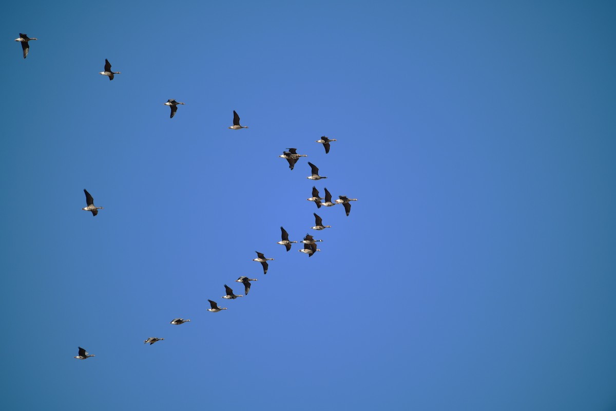 Greater White-fronted Goose - Cole Penning