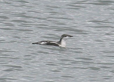 Guillemot à long bec - ML615006256