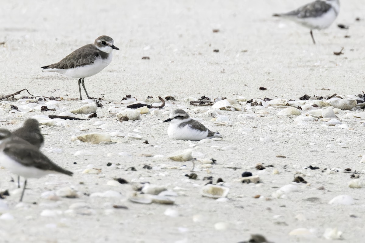 Kentish Plover (Kentish) - ML615006269