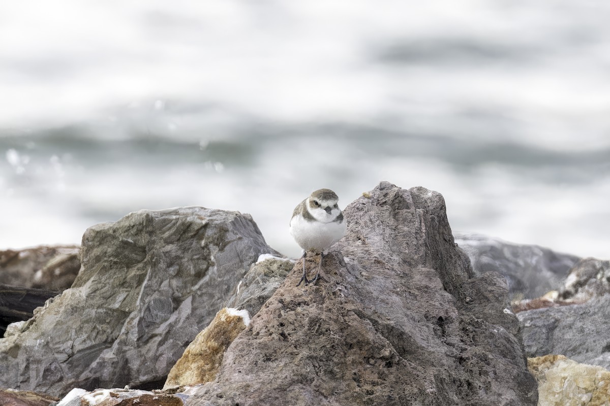 Kentish Plover (Kentish) - ML615006270