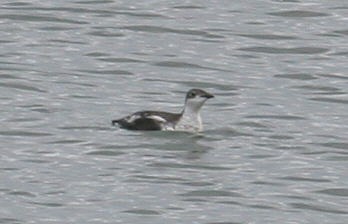 Guillemot à long bec - ML615006273