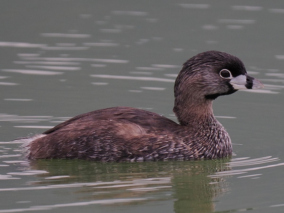 Pied-billed Grebe - ML615006302