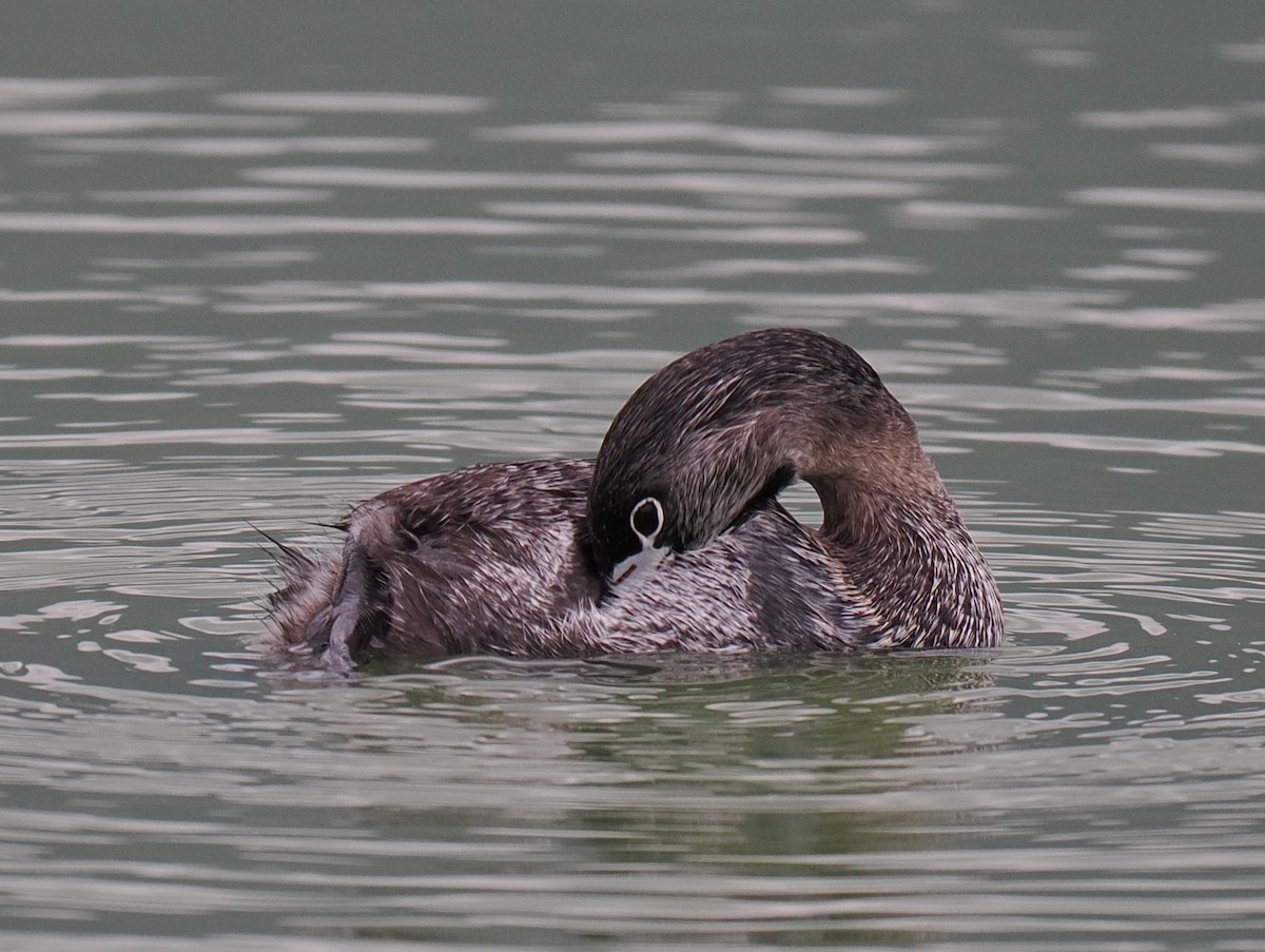 Pied-billed Grebe - ML615006310