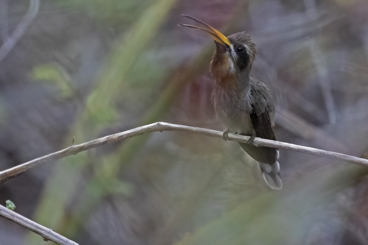 Клинохвостый колибри-отшельник - ML615006343