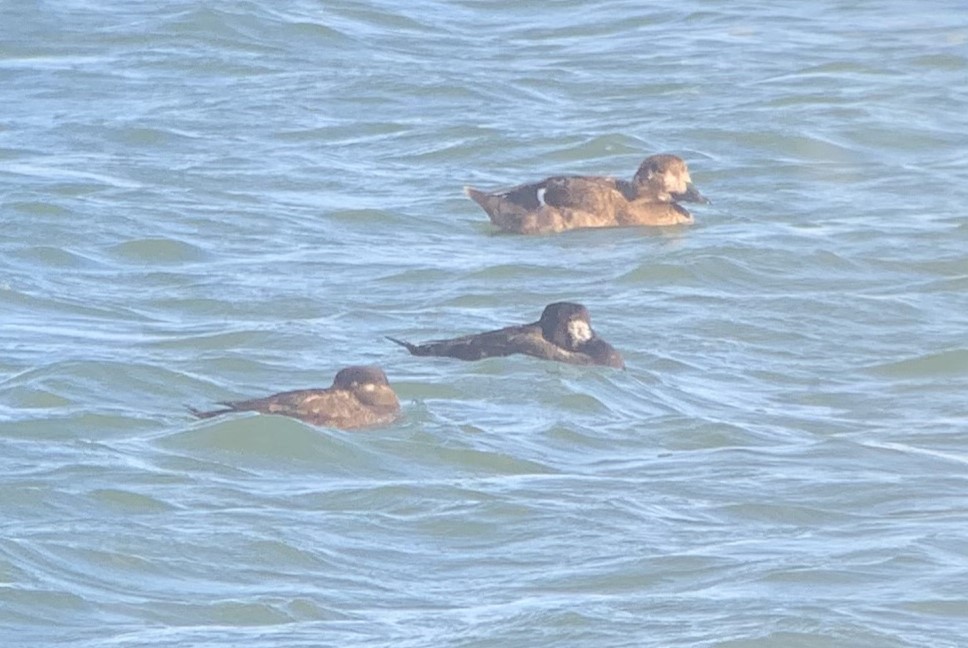 White-winged Scoter - Richard Jeffers