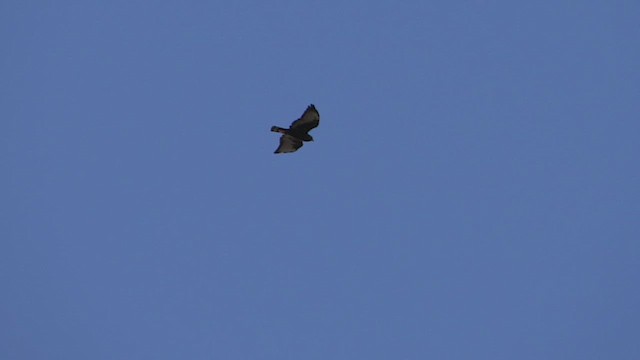 White-tailed Hawk - ML615006466