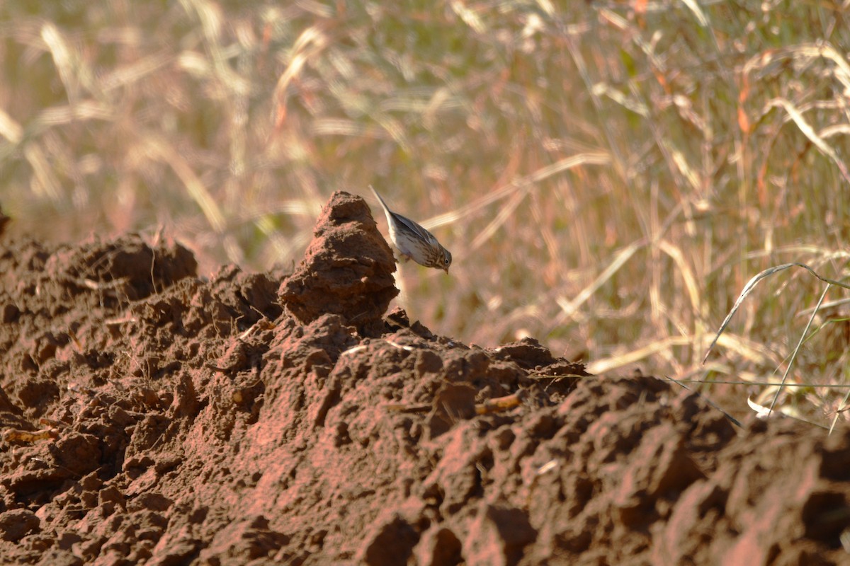 Field Sparrow - ML615006486