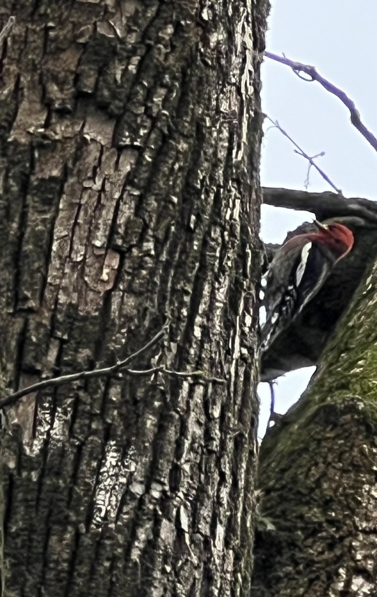 Red-breasted Sapsucker - Jeff Marks