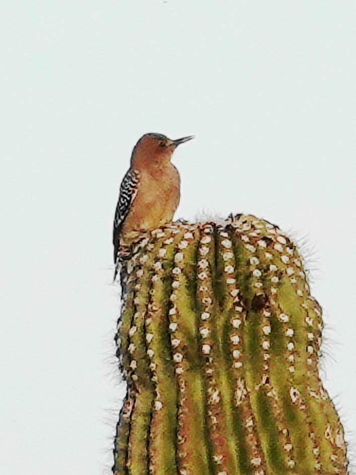 Gila Woodpecker - ML615006639