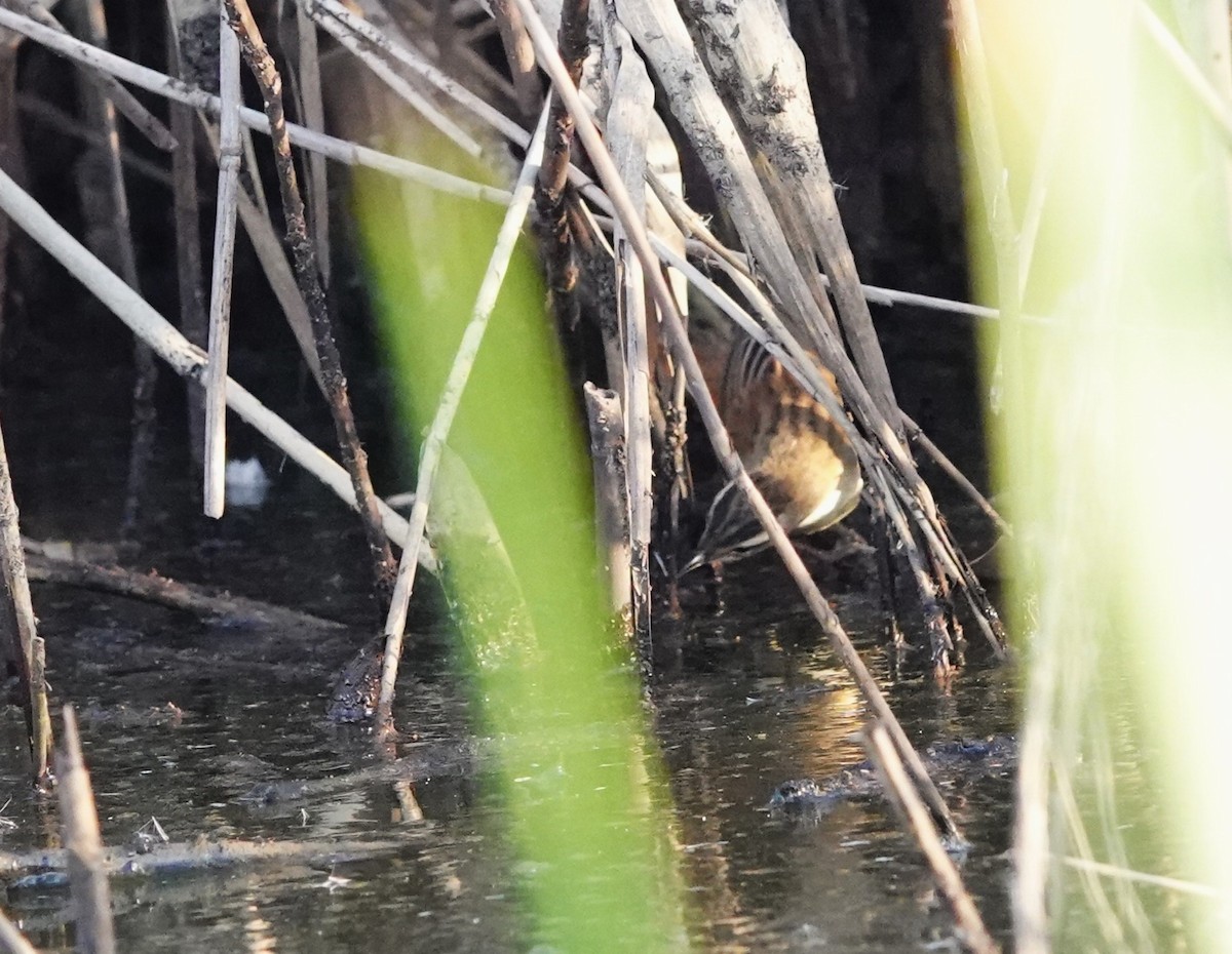 Sedge Warbler - ML615006650