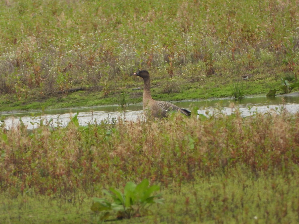 Pink-footed Goose - ML615006704