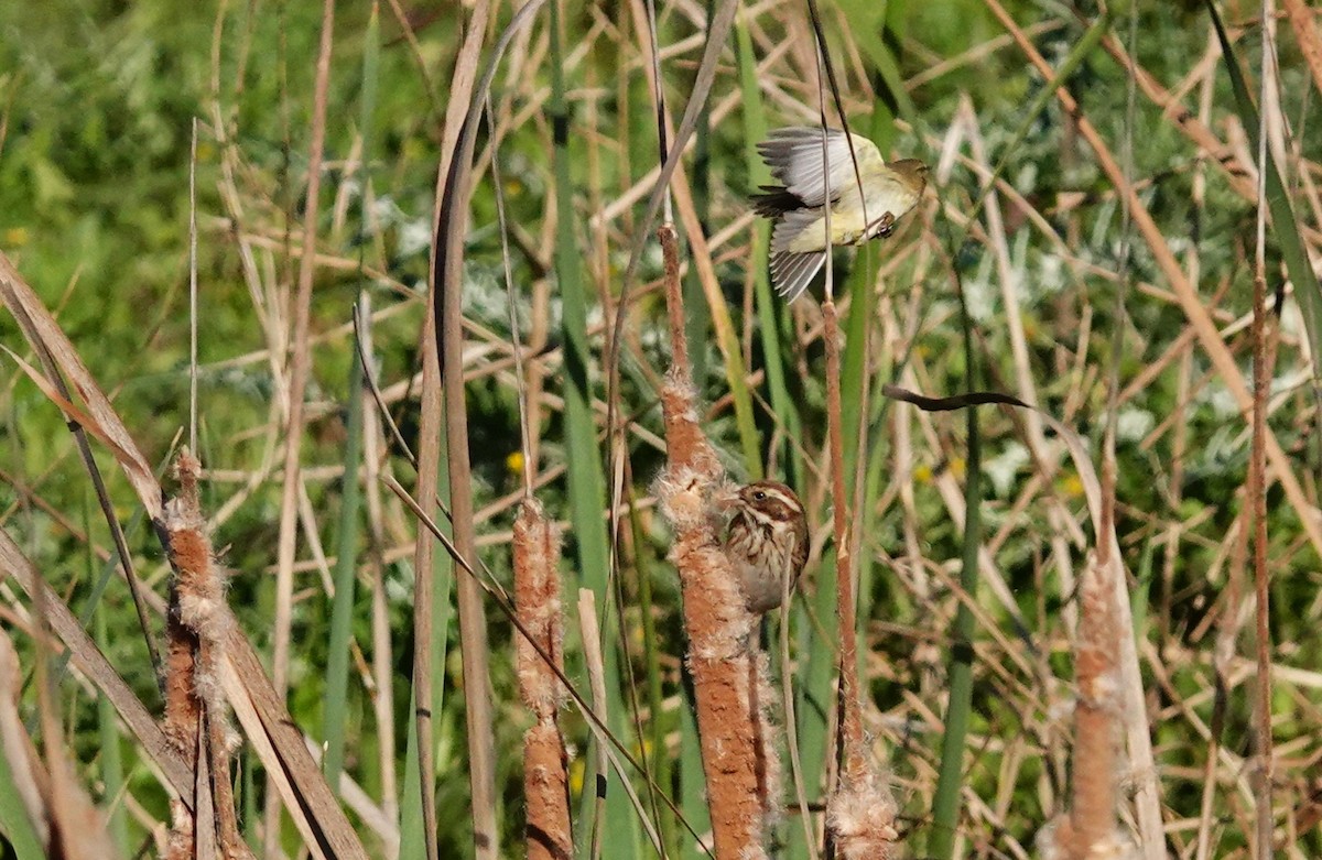 Reed Bunting - ML615006734