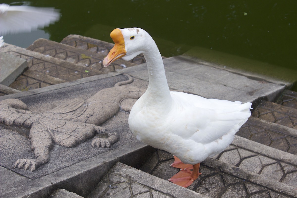 Swan Goose (Domestic type) - ML615006797