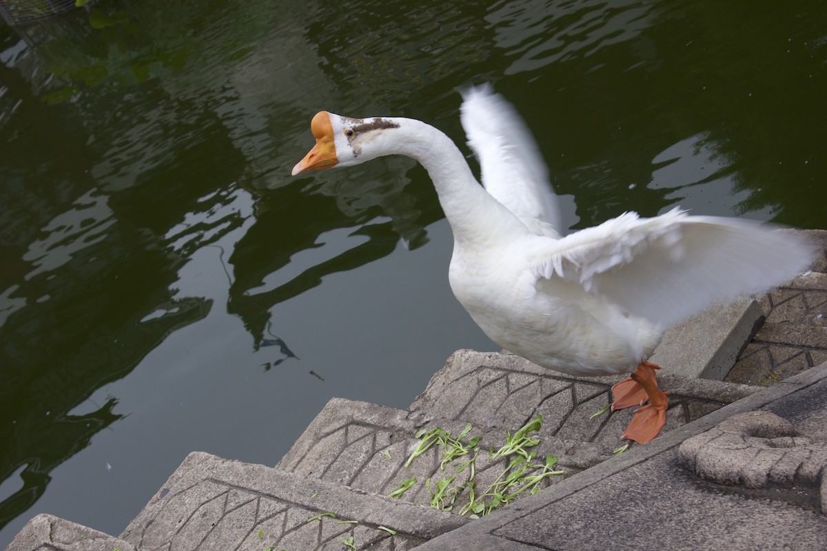 Swan Goose (Domestic type) - ML615006798
