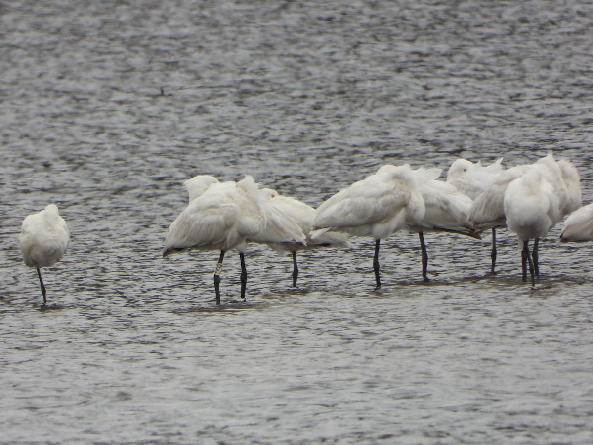 Eurasian Spoonbill - ML615006800