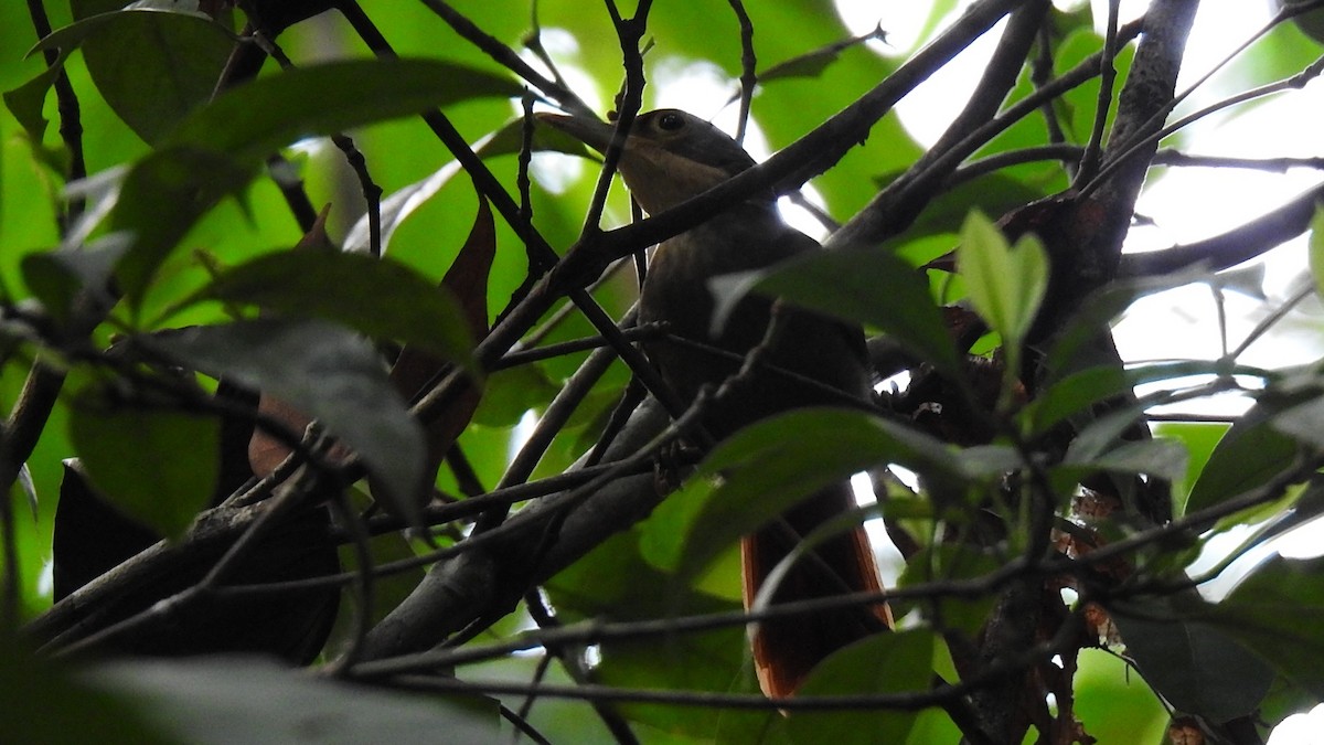 Chiriqui Foliage-gleaner - ML615006812