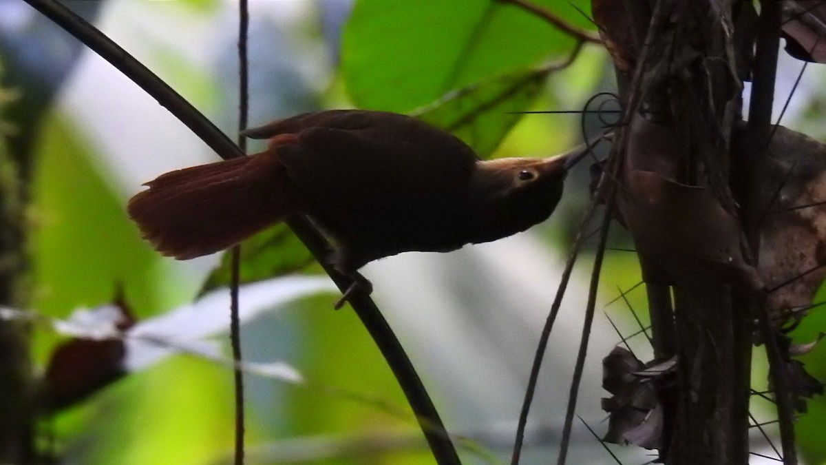 Chiriqui Foliage-gleaner - ML615006815