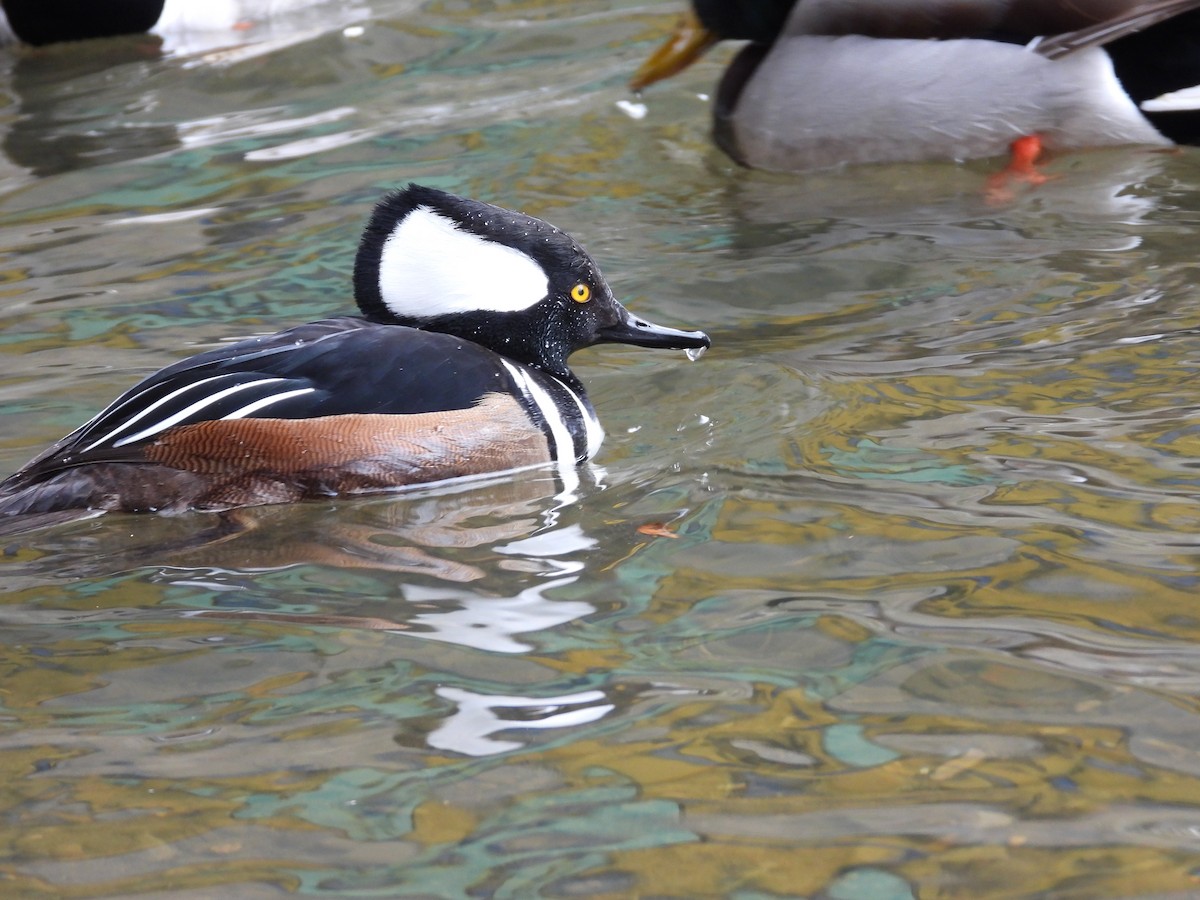 Hooded Merganser - ML615006874