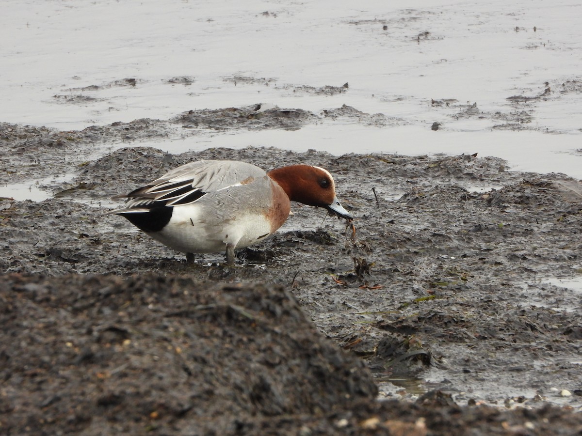 Eurasian Wigeon - Ignacio Aparicio