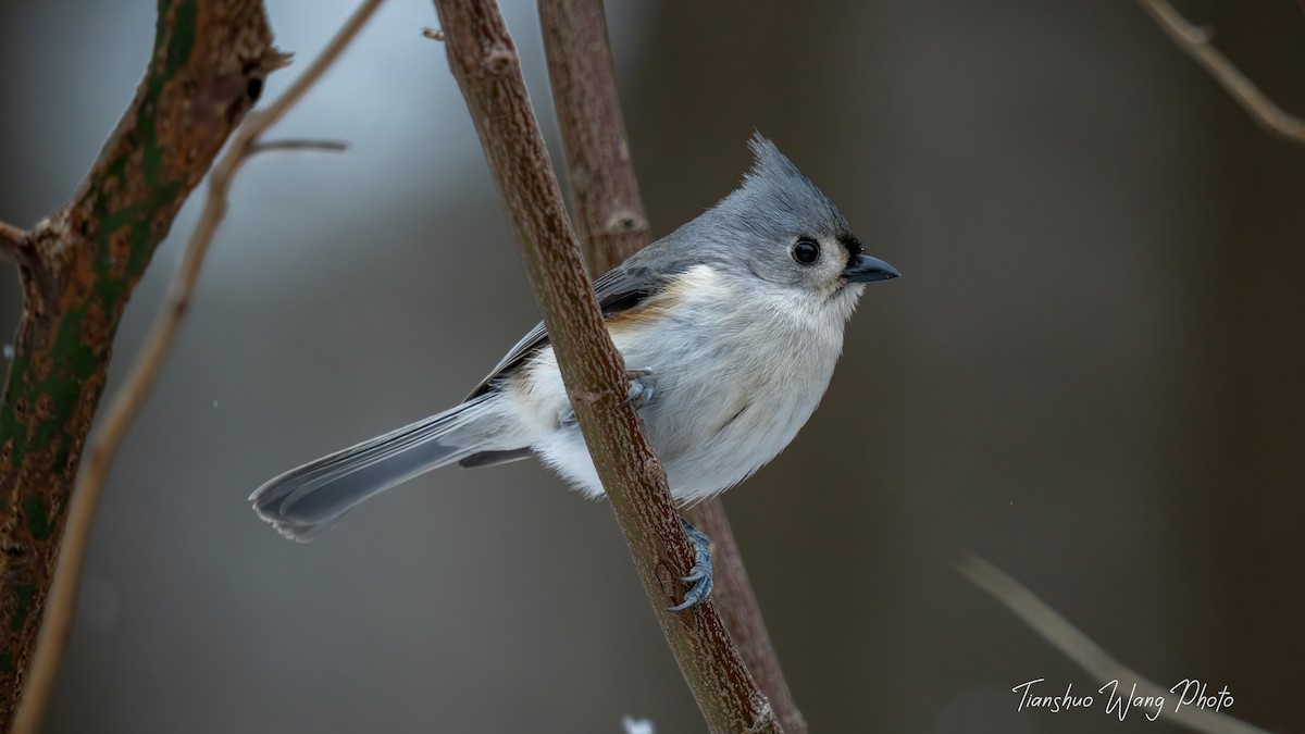 Tufted Titmouse - Tianshuo Wang