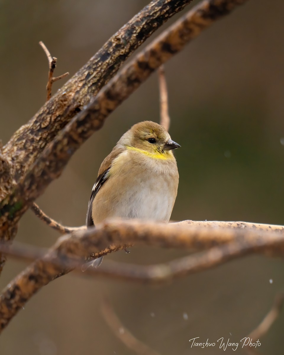 American Goldfinch - ML615006981