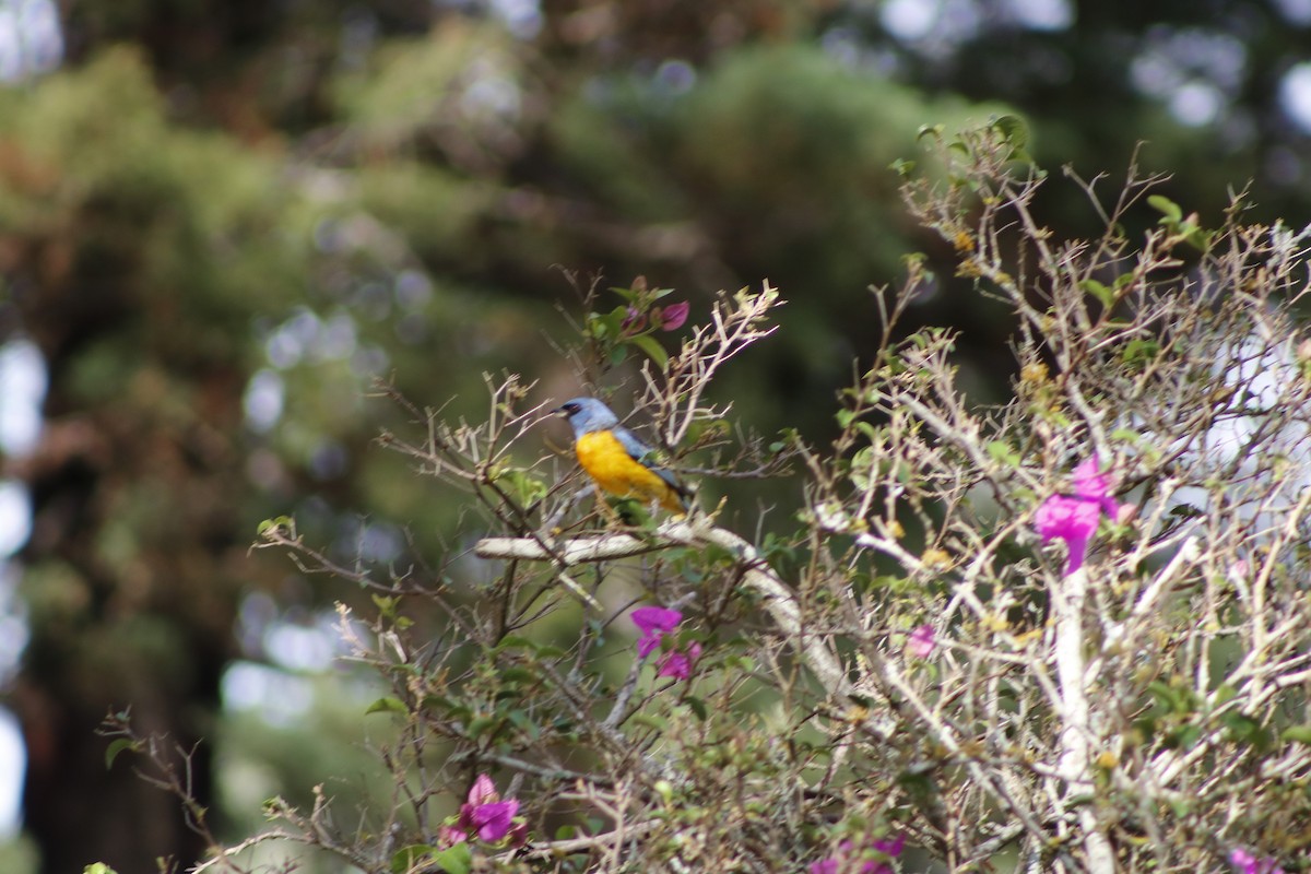 Blue-and-yellow Tanager - ML615007012