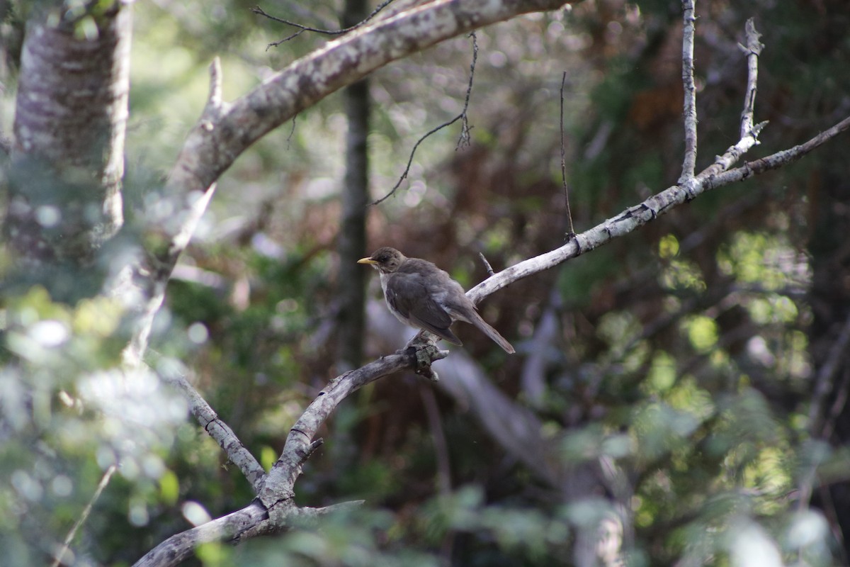 Creamy-bellied Thrush - ML615007079