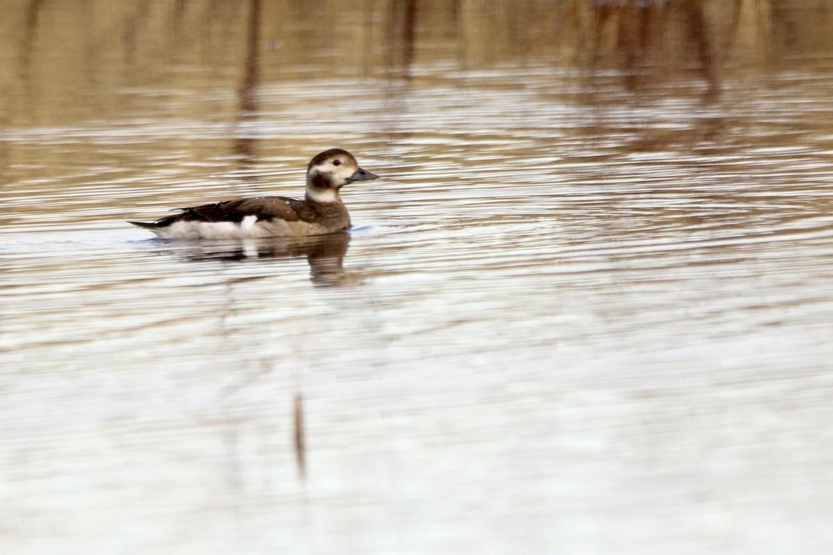 Long-tailed Duck - ML615007083
