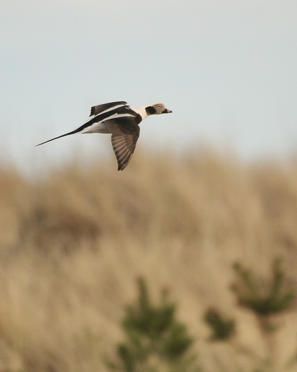 Long-tailed Duck - ML615007084